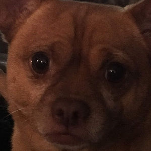 Meet your Posher, Magenta